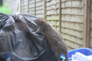 Rat in bins